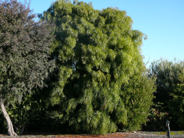 Acacia cognata Copper Tips