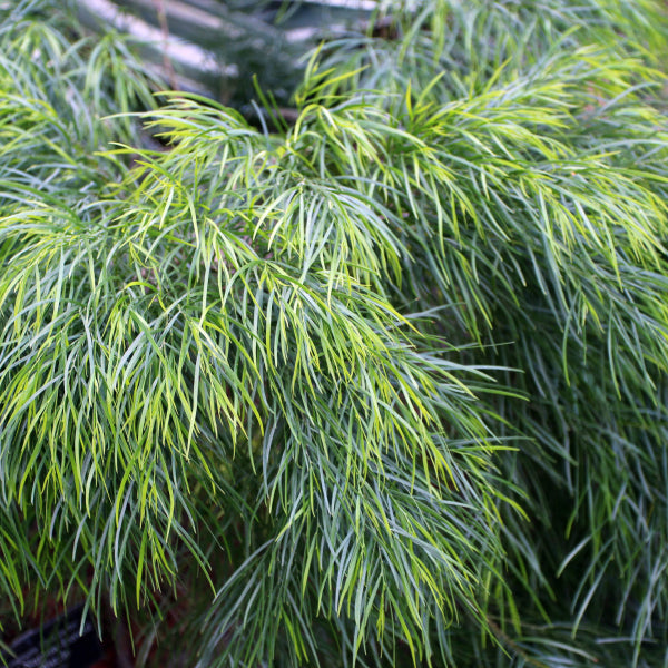 Acacia cognata Lime Magik