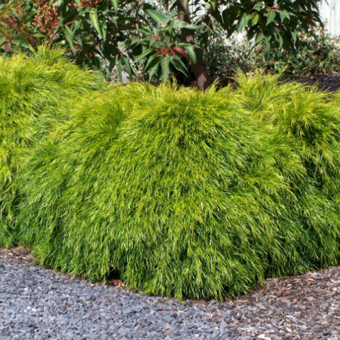 Acacia cognata Micro Matt PBR