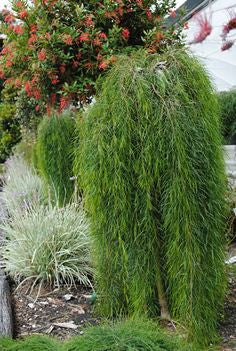 Acacia cognata 'Waterfall' tm Standard