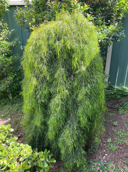 Acacia cognata 'Waterfall' tm Standard