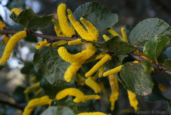 Acacia denticulosa