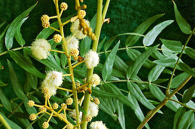 Acacia elata Cedar Wattle