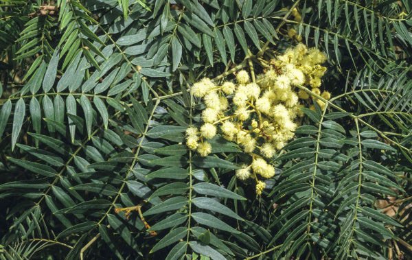 Acacia elata Cedar Wattle