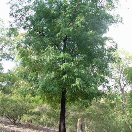 Acacia elata Cedar Wattle