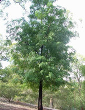 Load image into Gallery viewer, Acacia elata Cedar Wattle
