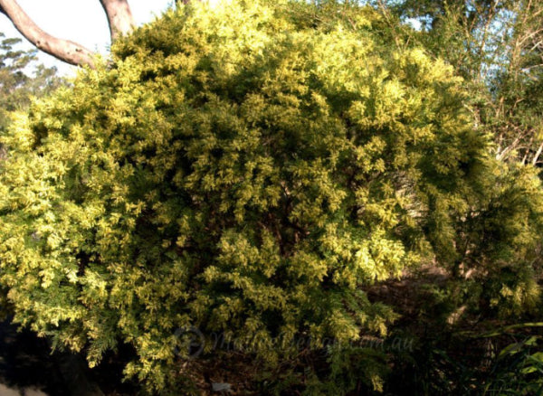 Acacia fimbriata Dwarf Crimson Blush