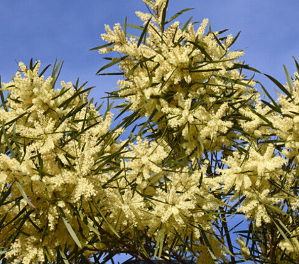 Acacia floribunda Gossamer Wattle