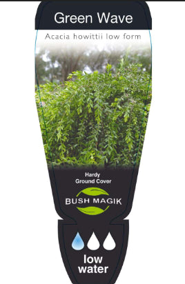 Acacia howittii Green Wave