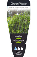 Acacia howittii Green Wave