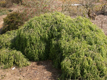 Load image into Gallery viewer, Acacia howittii Green Wave
