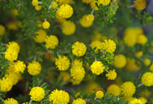 Load image into Gallery viewer, Acacia guinetii
