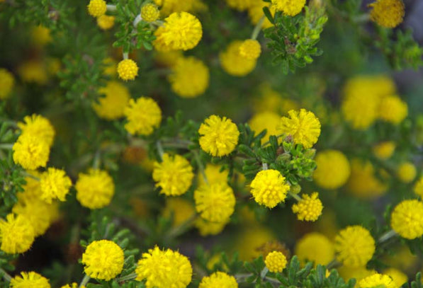 Acacia guinetii