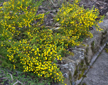 Load image into Gallery viewer, Acacia guinetii
