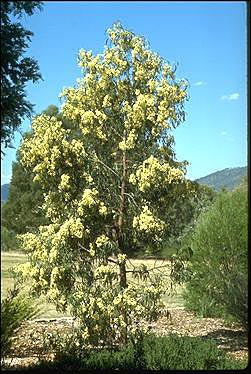 Acacia implexa Hickory Wattle