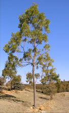 Load image into Gallery viewer, Acacia implexa Hickory Wattle
