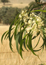 Load image into Gallery viewer, Acacia implexa Hickory Wattle
