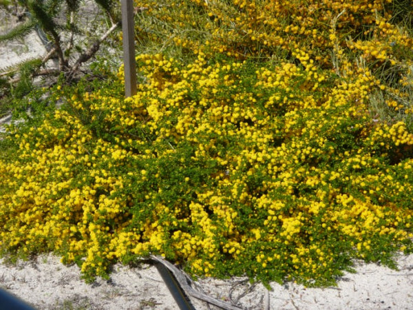 Acacia lasiocarpa Prostrate