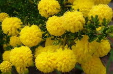 Load image into Gallery viewer, Acacia lasiocarpa Prostrate

