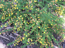 Load image into Gallery viewer, Acacia lasiocarpa Prostrate
