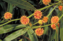 Load image into Gallery viewer, Acacia leprosa Apricot Confetti
