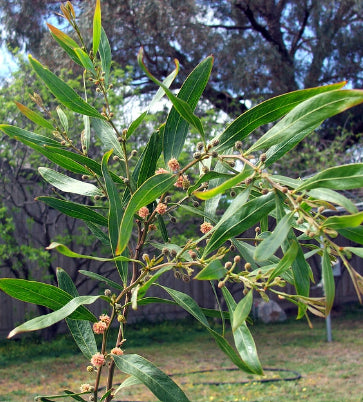 Acacia leprosa Cinnamon Wattle