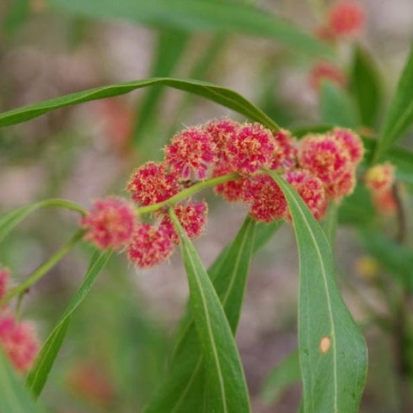 Acacia leprosa Scarlet Blaze (Cinnamon Wattle)