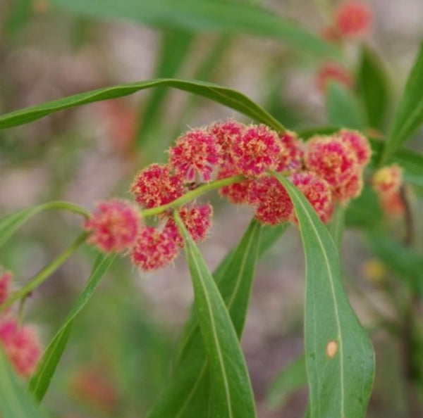 Acacia leprosa Scarlet Blaze