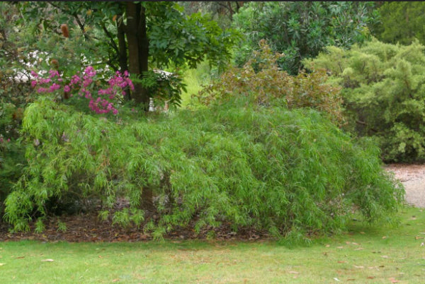 Acacia leprosa Weeping Cinnamon Wattle