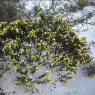 Acacia maxwellii Prostrate