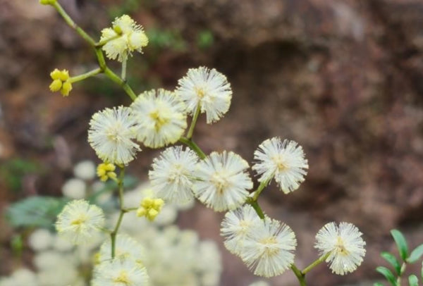 Acacia maxwellii Prostrate