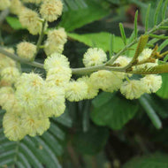 Acacia mearnsii