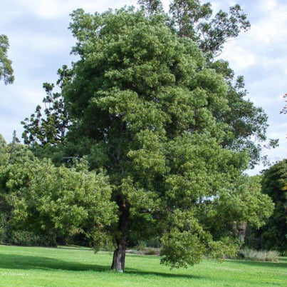 Acacia melanoxylon Australian Blackwood