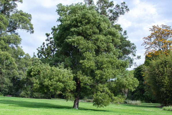 Acacia melanoxylon