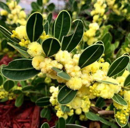 Acacia myrtiolia Lemon Squash