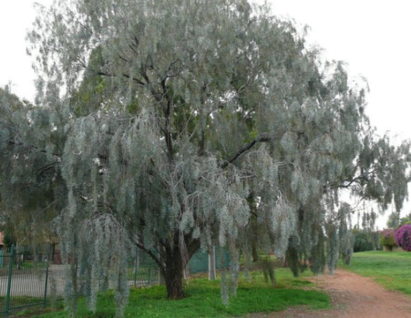 Acacia pendula