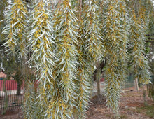 Load image into Gallery viewer, Acacia pendula
