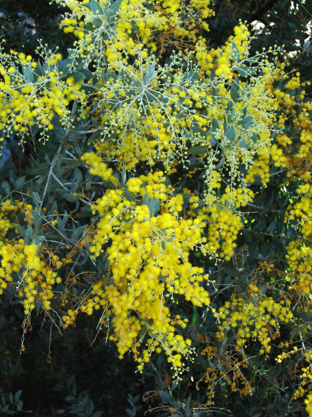 Acacia podalyriifolia