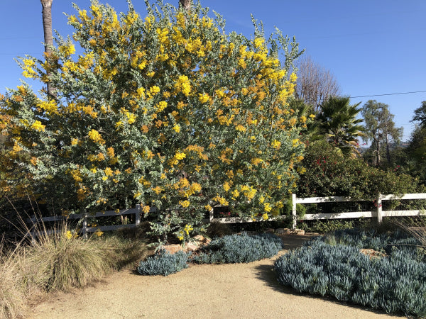 Acacia podalyriifolia
