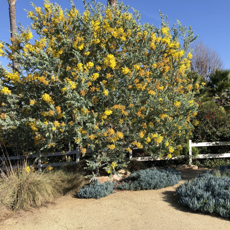 Acacia podalyriifolia