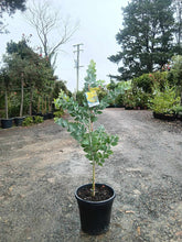 Load image into Gallery viewer, Acacia podalyriifolia
