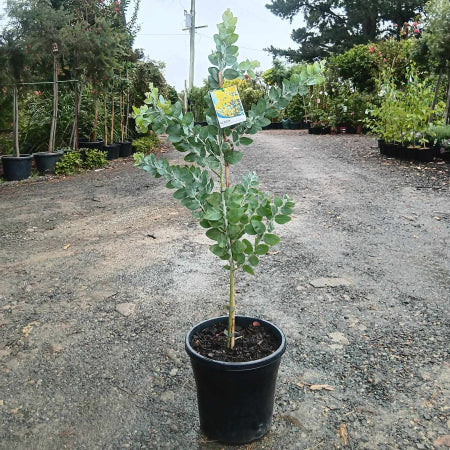 Acacia podalyriifolia