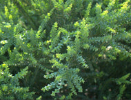 Acacia pravissima 'Little Nugget'