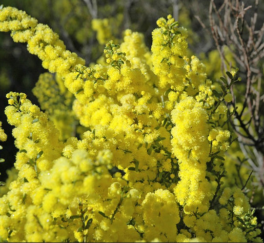 Acacia pycnantha Golden Wattle