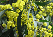 Load image into Gallery viewer, Acacia pycnantha Golden Wattle
