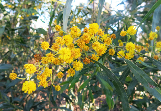 Acacia saligna