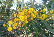 Acacia saligna