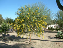 Load image into Gallery viewer, Acacia saligna
