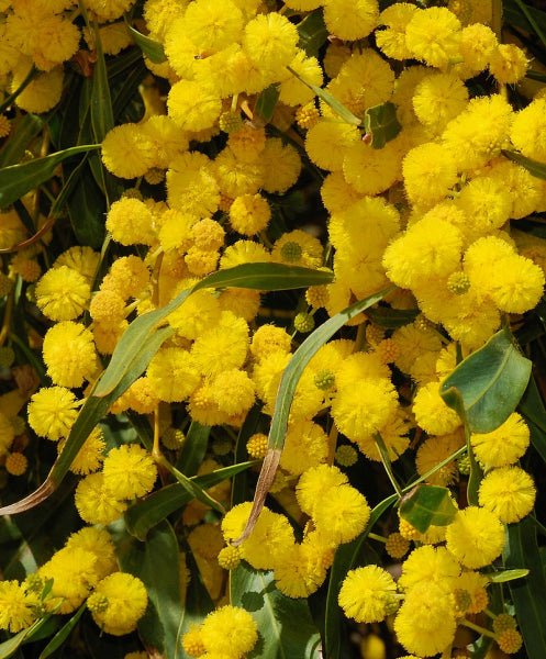 Acacia saligna 'Springtime Cascade'