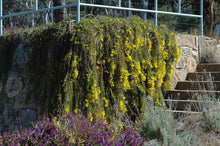 Load image into Gallery viewer, Acacia saligna &#39;Springtime Cascade&#39;
